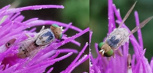 Réf. 335 152 : Terellia longicauda